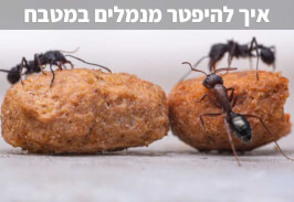 איך להיפטר מנמלים במטבח